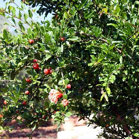 Al Melograno Casa de Férias Martina Franca